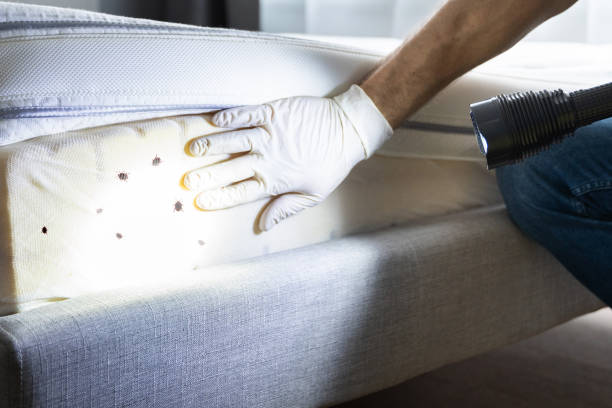 Best Affordable Pest Control Services  in Golden Meadow, LA