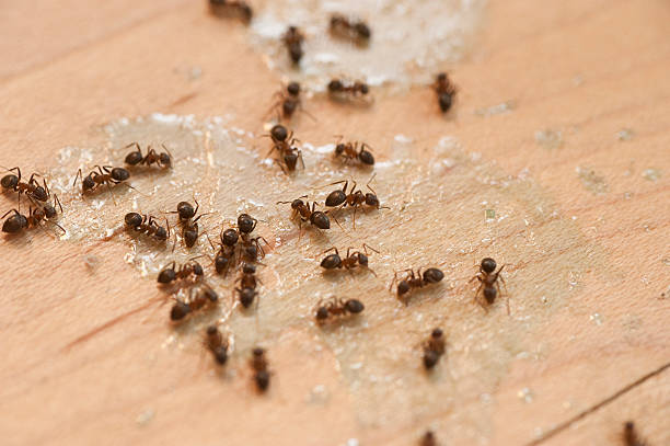 Professional Pest Control in Golden Meadow, LA