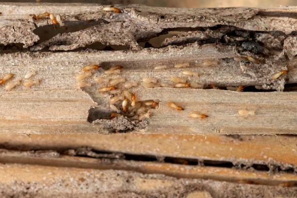 Best Termite Control Services  in Golden Meadow, LA