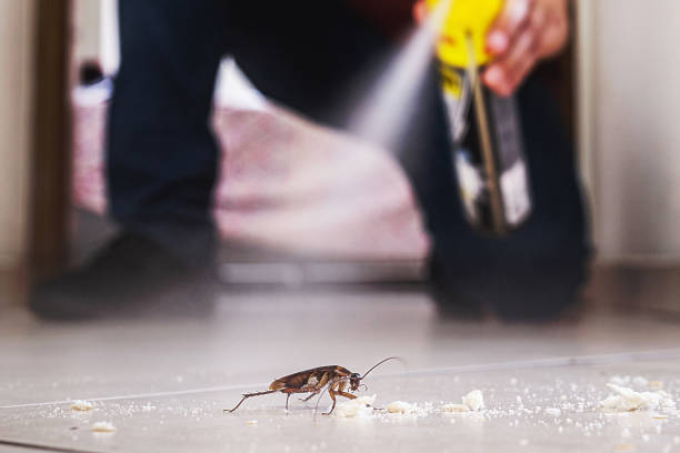 Best Pest Removal Services  in Golden Meadow, LA